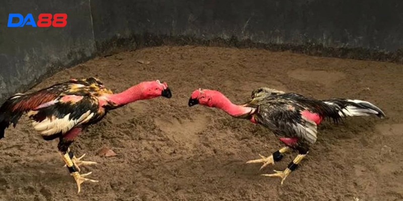 Kinh nghiệm đá gà 2: Chiến thuật quyết định thắng thua